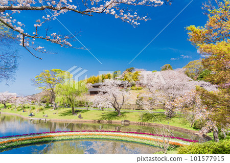 (靜岡縣)濱松花卉公園鬱金香和櫻花節 (靜岡縣)濱松花卉公園鬱金香和櫻花節 101577915
