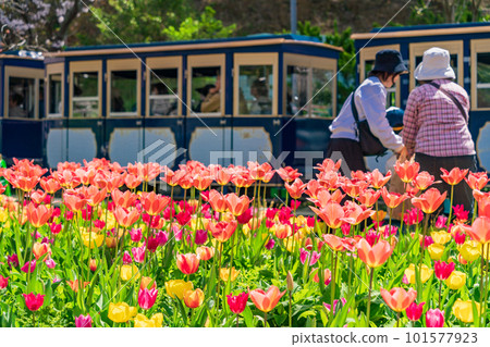 （靜岡縣）濱松花卉公園鬱金香和櫻花節 101577923