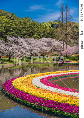 （靜岡縣）濱松花卉公園鬱金香和櫻花節 101577926