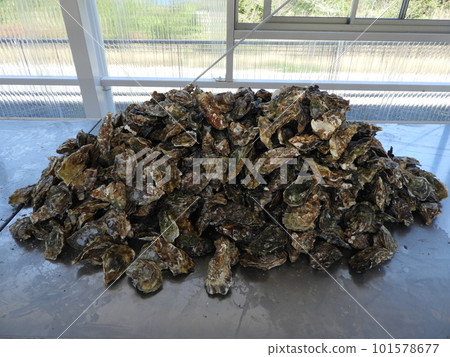 一堆牡蠣殼 101578677