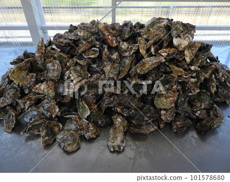 pile of oyster shells 101578680