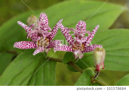 Hototogisu, wild grasses, pink mottled flowers, natural background Hototogisu, wild grasses, pink mottled flowers, natural background 101578684