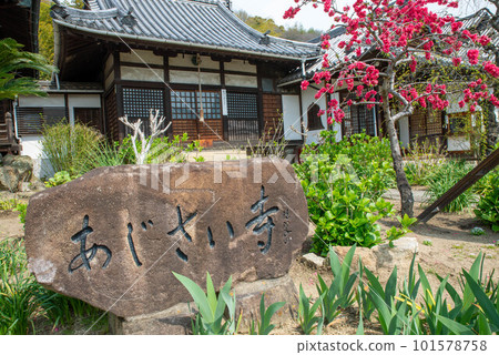 Red plum blossoms at Jikoji Temple, Hydrangea Temple in Onomichi City Red plum blossoms at Jikoji Temple, Hydrangea Temple in Onomichi City 101578758