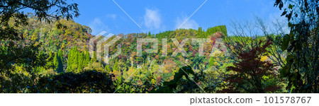 被紅葉染紅的雙陽峽（長崎鼻展望台）的景色（熊本縣大和町長崎市） 101578767