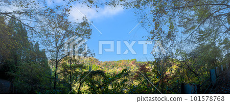 被紅葉染紅的雙陽峽（長崎鼻展望台）的景色（熊本縣大和町長崎市） 101578768