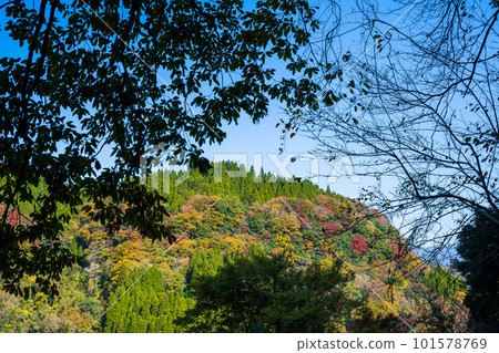 被紅葉染紅的雙陽峽（長崎鼻展望台）的景色（熊本縣大和町長崎市） 101578769