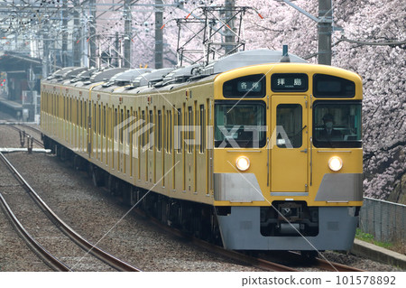 一排排櫻花和西武灰島線 2000 系列（各站 8 節車廂：西武新宿 ⇔ 灰島） 101578892