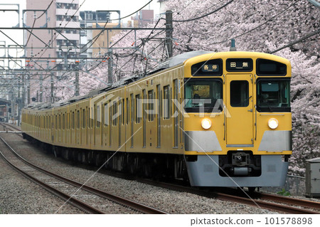 一排排櫻花樹和西武新宿線 2000 系列（每站 8 節車廂：西武新宿 ⇔ 田無） 101578898