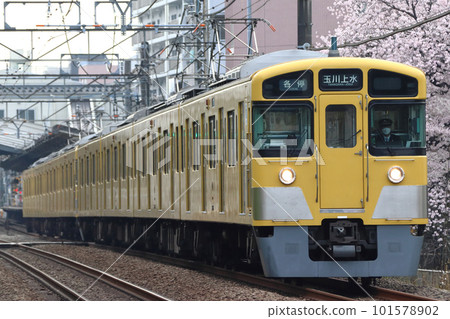 Row of cherry blossom trees and Seibu Haijima Line 2000 series (8-car train at each stop) 101578902