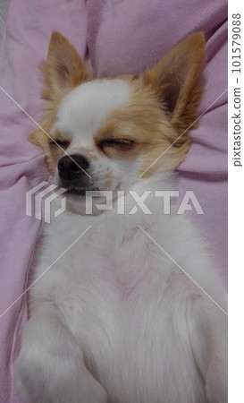 Chihuahua sleeping wrapped in a pink blanket 101579088