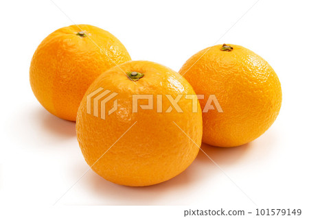 Juicy citrus, Kiyomi orange Juicy citrus, Kiyomi orange 101579149