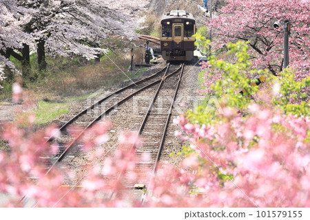 Watarase Keikoku Railway“從水沼站看到的櫻花盛開的風景” Watarase Keikoku Railway“從水沼站看到的櫻花盛開的風景” 101579155