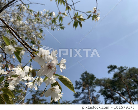 櫻花和藍天 櫻花和藍天 101579175