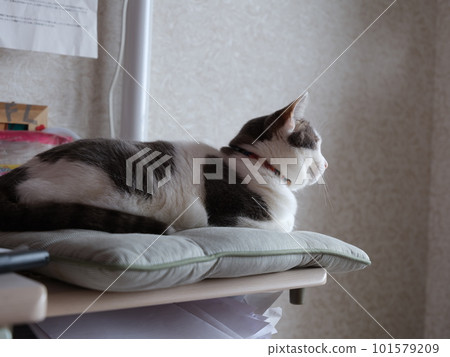 A 3-year-old female cat relaxing on her study desk Mirrorless interchangeable-lens single-focal lens 101579209