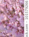 Sakura bathing in the spring sunshine 101579266