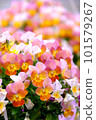 Colorful pansy 101579267