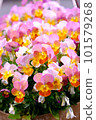 Colorful pansy 101579268