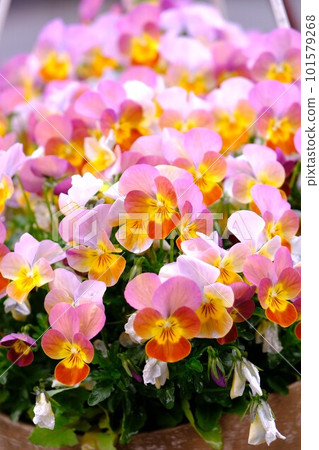 Colorful pansy 101579268
