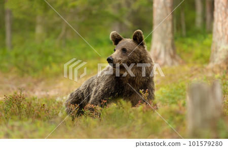 Eurasian Brown bear lying on grass in forest 101579280