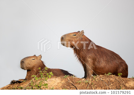 Close up of two Capybaras on a river bank 101579291