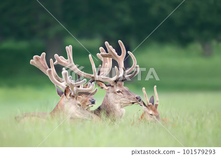 Group of Red deer stags with velvet antlers in summer Group of Red deer stags with velvet antlers in summer 101579293