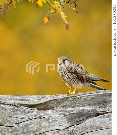 Common kestrel perched on a tree in autumn Common kestrel perched on a tree in autumn 101579295