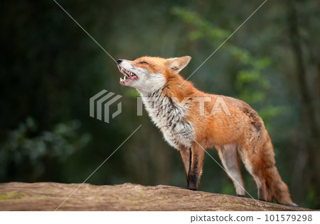 Red fox standing on a tree in a forest Red fox standing on a tree in a forest 101579298