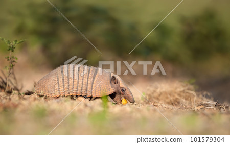 Six-banded armadillo eating palm fruit 101579304