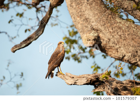 Savanna hawk perched in a tree 101579307