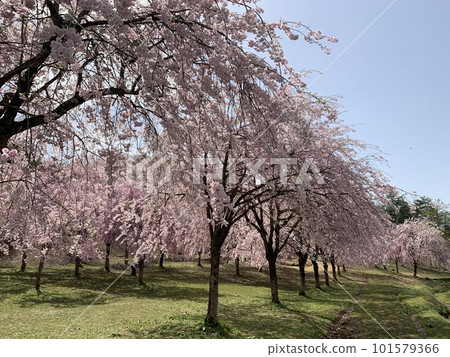 櫻花樹盛開的風景 櫻花樹盛開的風景 101579366