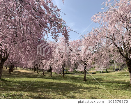 盛開的櫻花樹 101579370