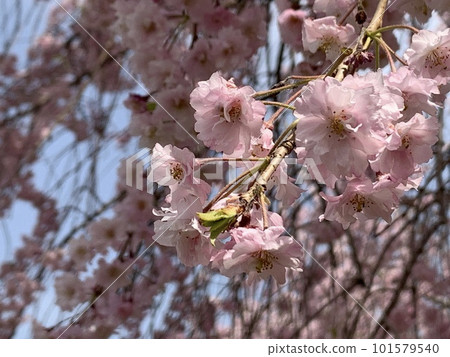 春天附近的公園裡盛開的雙櫻花 春天附近的公園裡盛開的雙櫻花 101579540
