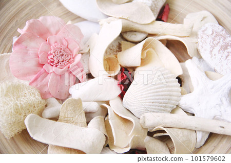 時尚自然風格的貝殼形像素材 時尚自然風格的貝殼形像素材 101579602