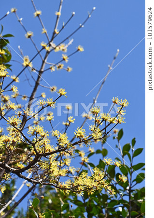 Shining yellow florets of Japanese cornel 101579624