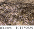 Cherry blossoms petals that fell to the ground 101579629