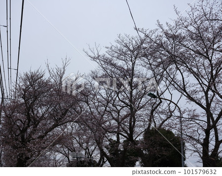 半開的櫻花 陰天的櫻花 101579632