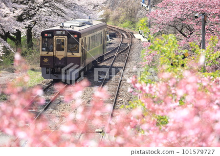 Watarase Keikoku Railway“櫻花盛開的水沼站內運行的地方線” 101579727