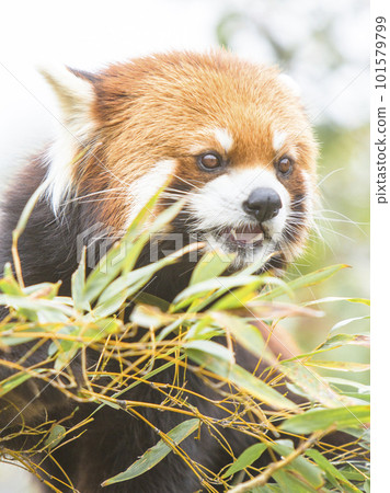 吃竹草的小熊貓 101579799