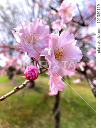 Yaebeni weeping in bloom in the park in spring Yaebeni weeping in bloom in the park in spring 101580119