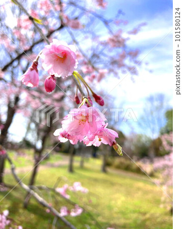 八重紅哭泣公園春花開 101580124