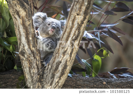 cute koala baby 101580125