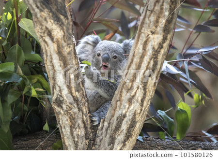 cute koala baby 101580126