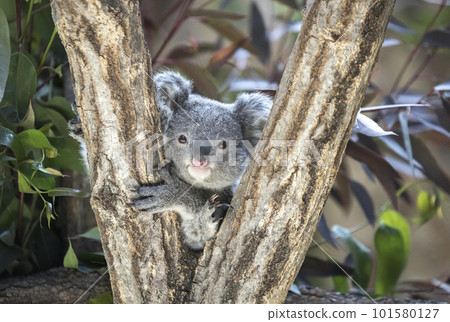 cute koala baby 101580127
