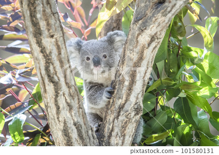 可愛的考拉寶寶 101580131