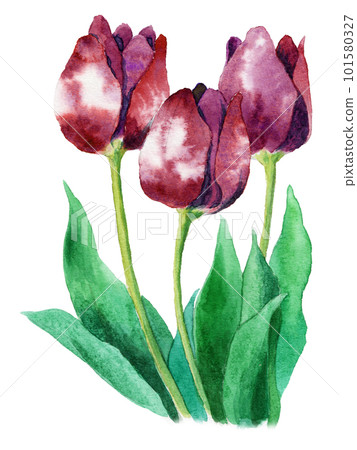 analog watercolor red purple tulip flower analog watercolor red purple tulip flower 101580327