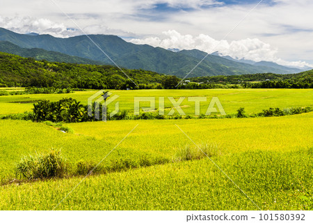 A large area of rice fields with mountains background under the blue sky in Hualien, Taiwan. 101580392
