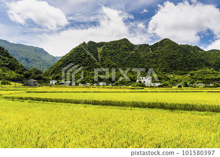 A large area of rice fields with mountains background under the blue sky in Hualien, Taiwan. A large area of rice fields with mountains background under the blue sky in Hualien, Taiwan. 101580397