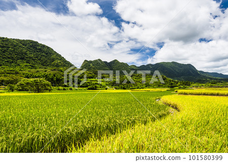 A large area of rice fields with mountains background under the blue sky in Hualien, Taiwan. 101580399