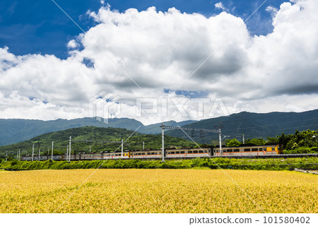 A large area of rice fields with mountains background under the blue sky in Hualien, Taiwan. 101580402