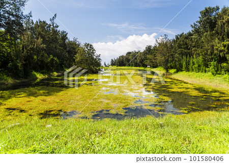 Beautiful view of Pipa Lake at Taitung Forest Park in Taiwan. The scenic Pipa Lake is a habitat of aquatic animals and plants. 101580406